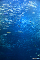魚たちの世界７＠京都水族館
