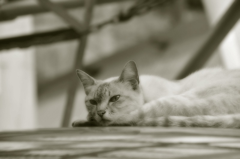尾道　ひなたぼっこをする猫