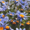 花壇 / 四日市市役所　 