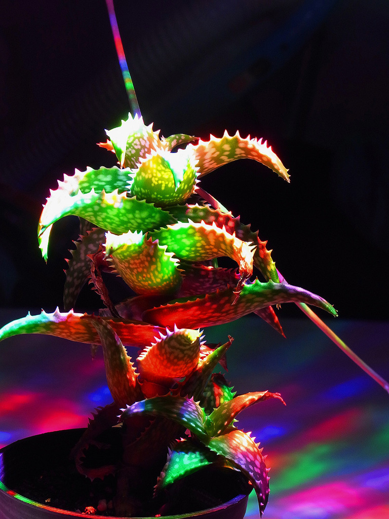 A Succulent 01 /light painting2