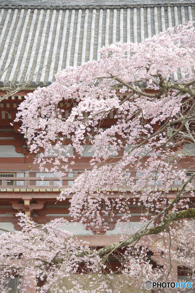 醍醐寺のしだれ桜　２