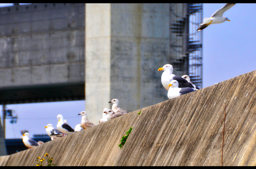 ウミネコ　Arida city 08