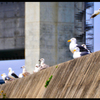 ウミネコ　Arida city 08