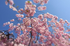 Koriyama City 02