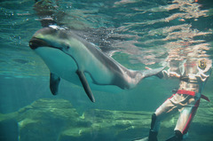 イルカ１　海遊館