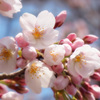 桜(井)通信