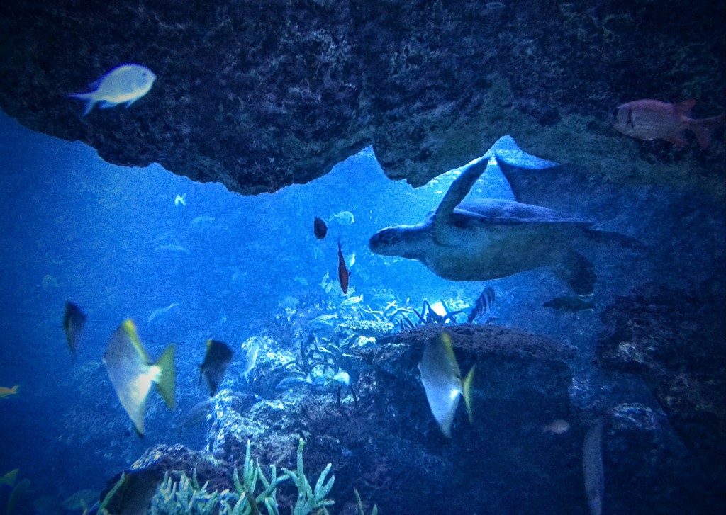 京都市水族館　散策01