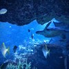 京都市水族館　散策01