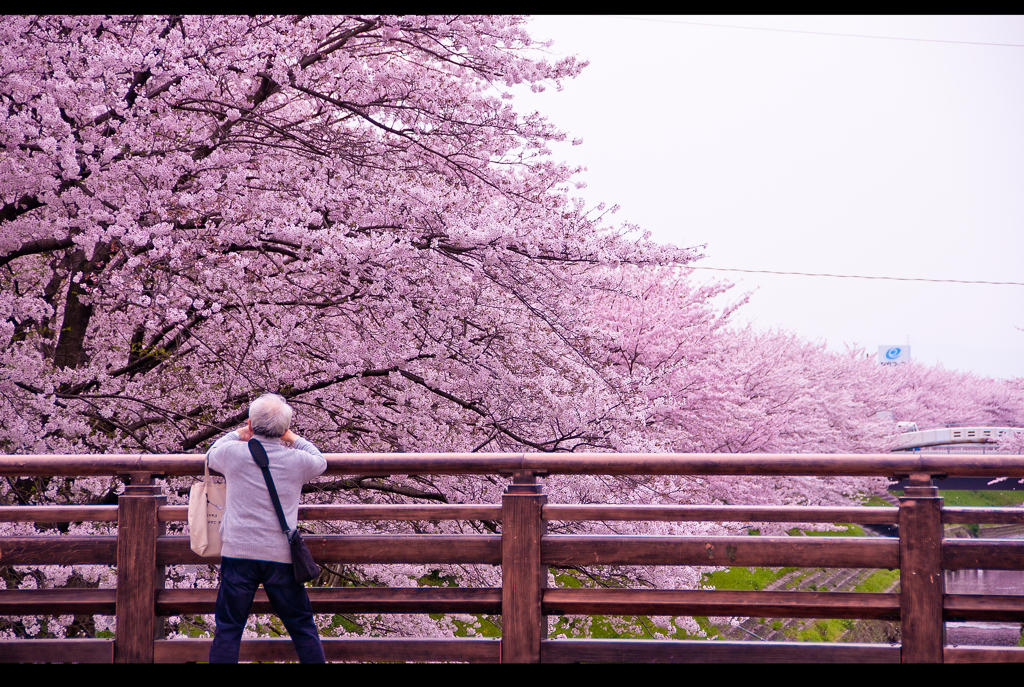 桜　奈良市大宮町