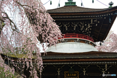 吉野山の桜 5