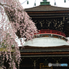 吉野山の桜 5