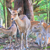 Deers 02/HDR TONE