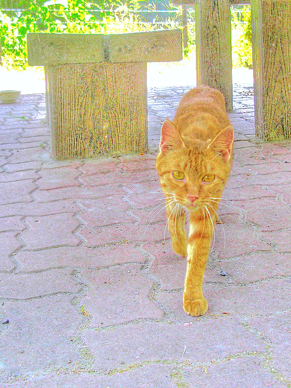 ねこ　天理市