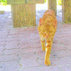 ねこ　天理市