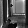 待つ猫×２
