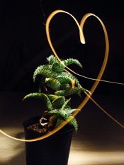 A Succulent 04 /light painting2