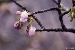 吉野山の桜 1