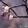 吉野山の桜 1