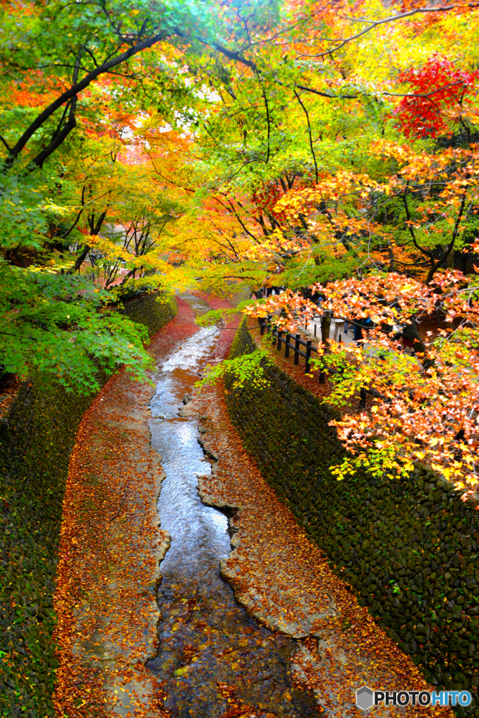 北野天満宮の紅葉　０３