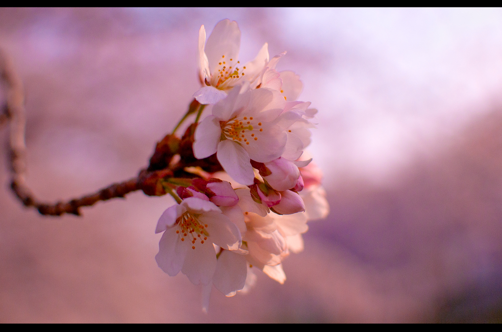 桜　佐保川沿い2