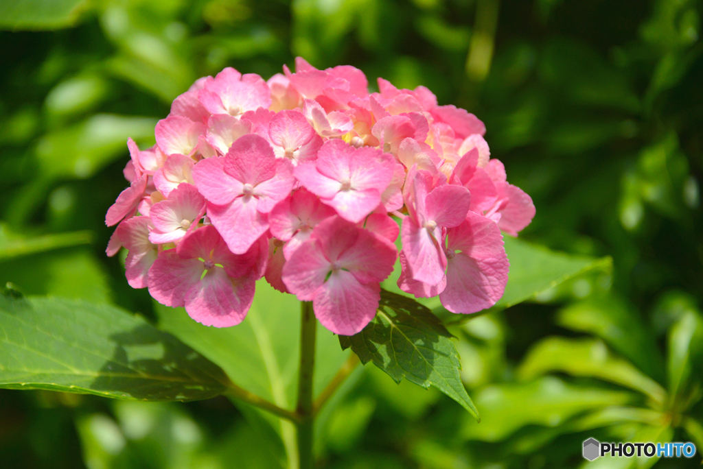 三室戸寺の紫陽花02