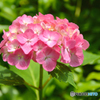 三室戸寺の紫陽花02