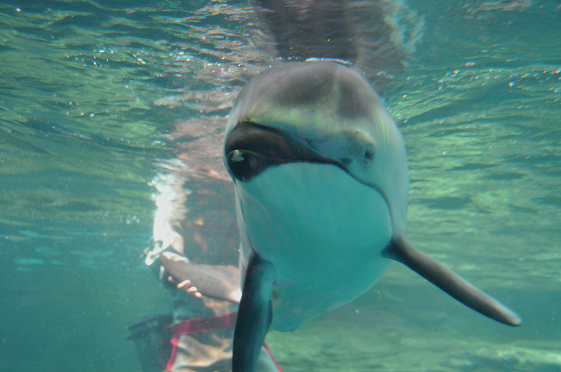 イルカ２　海遊館
