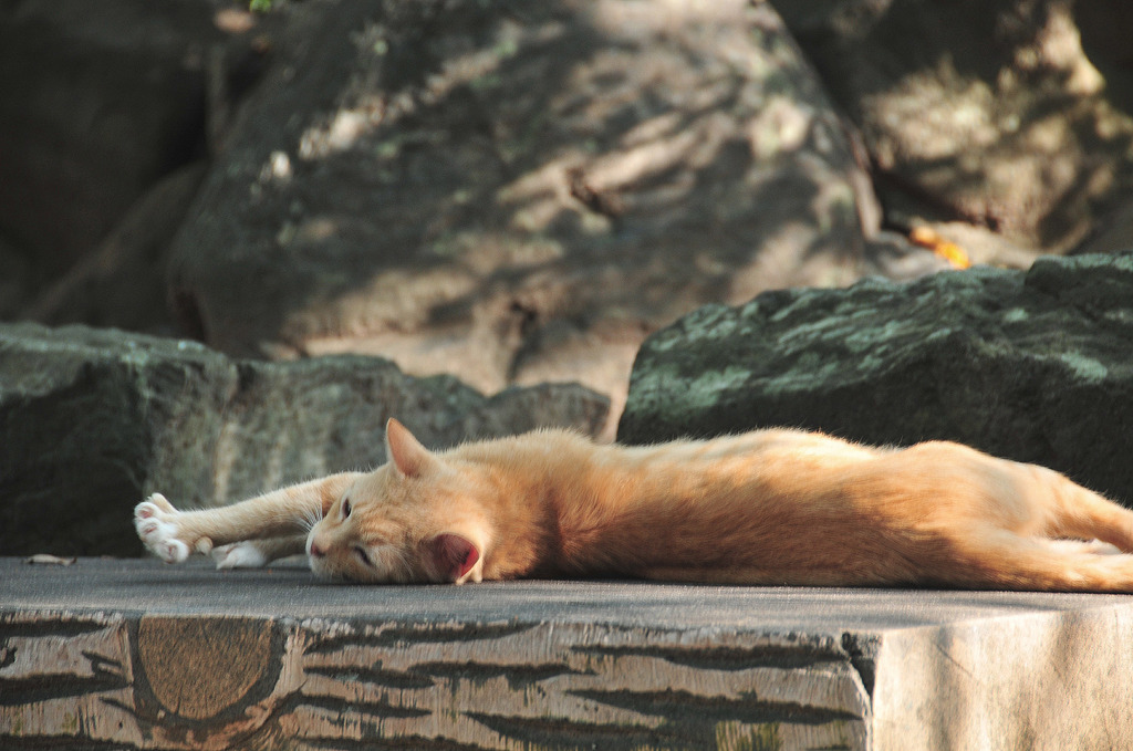 A cat relaxing 02/ wakayama