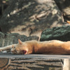 A cat relaxing 02/ wakayama