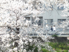 佐保川開花状況 3/28　５／５