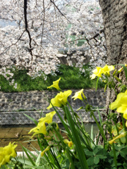 佐保川開花状況 3/28　３／５