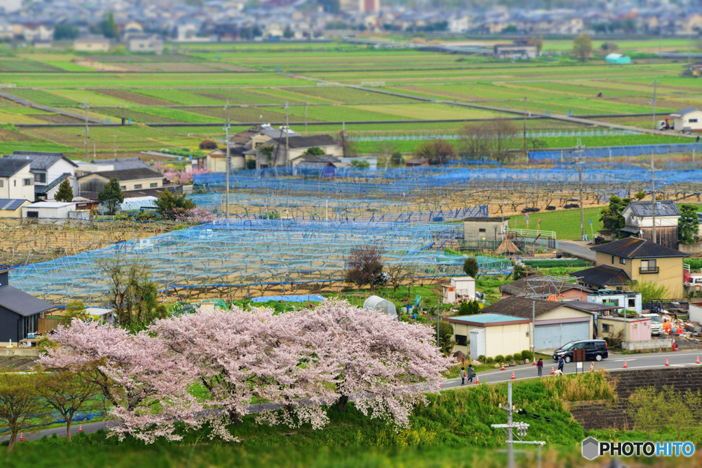 三室山の桜 4