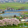 三室山の桜 4