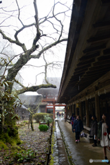 吉野山の桜 6＠水分神社