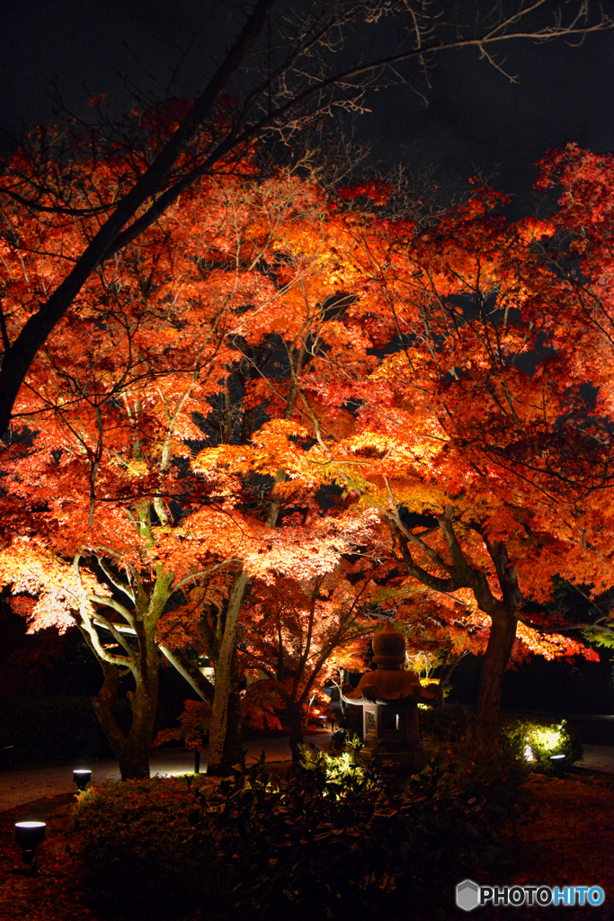 将軍塚青龍殿ライトアップ紅葉　０２