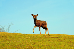 young-deer　若草山