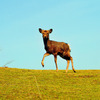 young-deer　若草山