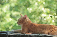 A cat relaxing 01/ wakayama