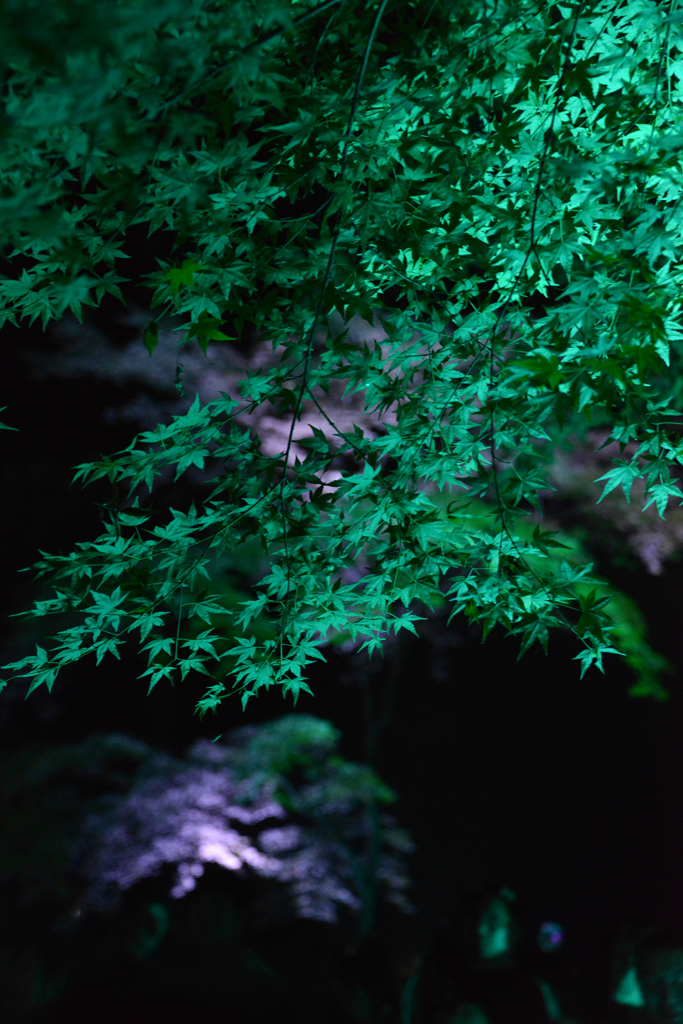 糺の森の光の祭03@下鴨神社