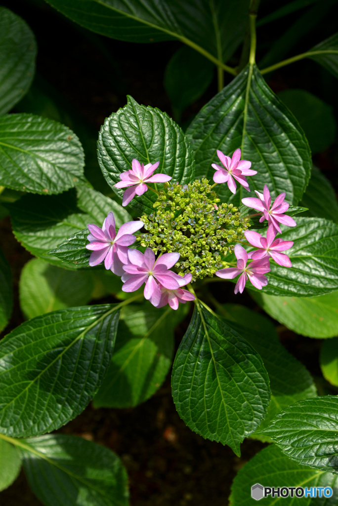 三室戸寺の紫陽花01