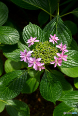 三室戸寺の紫陽花01