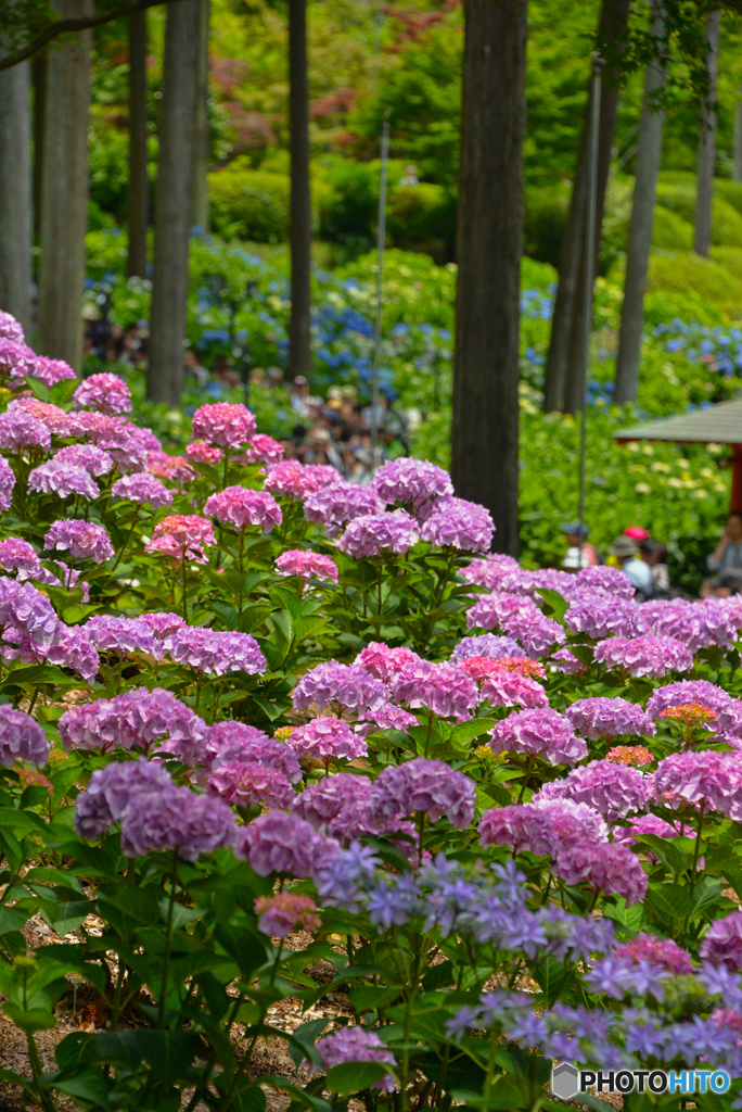 三室戸寺の紫陽花03