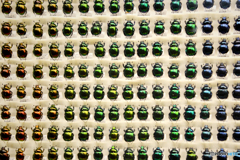 昆虫標本＠琵琶湖博物館