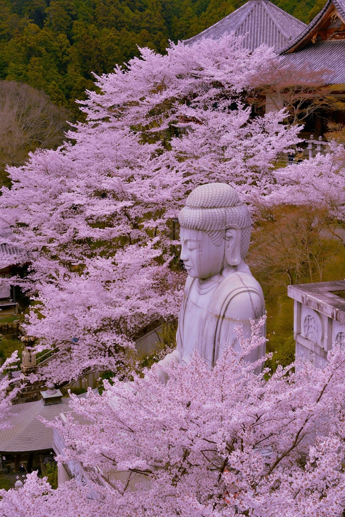 桜と大仏(壺阪寺)