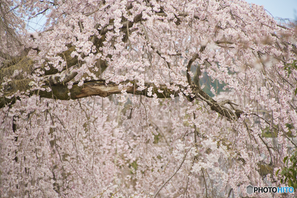 醍醐寺のしだれ桜　１