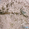 醍醐寺のしだれ桜　１