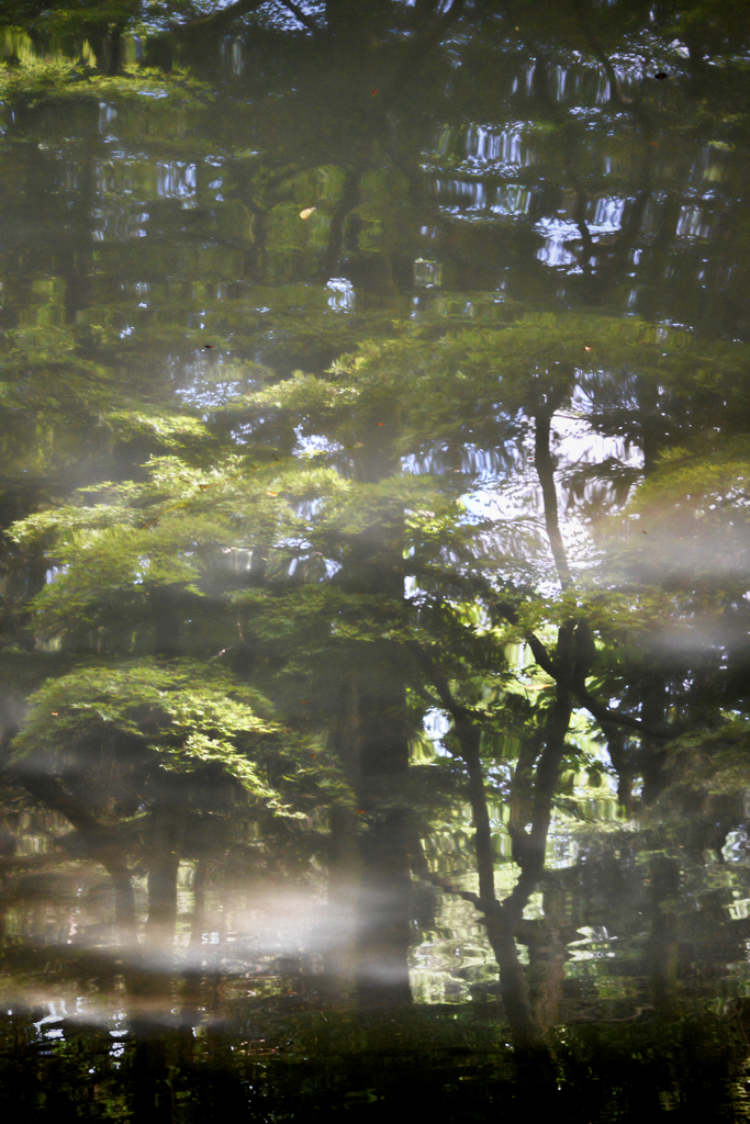 幻惑＠京都府立植物園