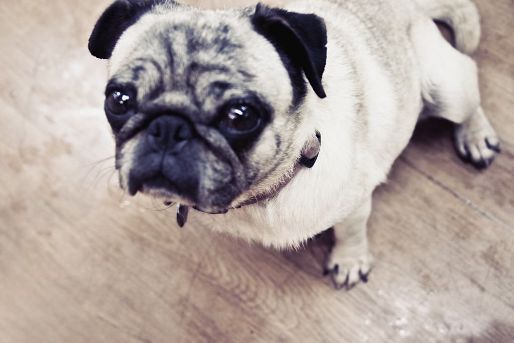 パグ /生駒山上遊園地