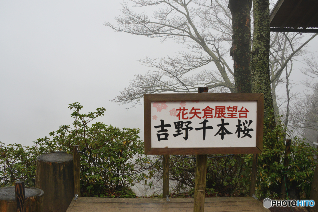吉野山の桜 2