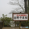 吉野山の桜 2